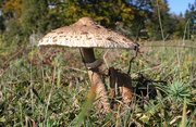 Parasol