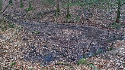 Der Teich im Staatsforst am Laubnetsfirst war stark verschlammt, er führte kaum noch Wasser