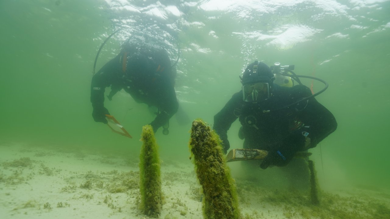 Taucher bei der Untersuchung von Taucher bei der Untersuchung von Pfahlreihen in der Flachwasserzone um die Insel Reichenauin der Flachwasserzone um die In-sel Reichenau
