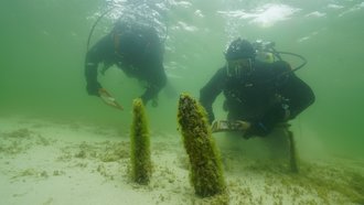 Taucher bei der Untersuchung von Taucher bei der Untersuchung von Pfahlreihen in der Flachwasserzone um die Insel Reichenauin der Flachwasserzone um die In-sel Reichenau
