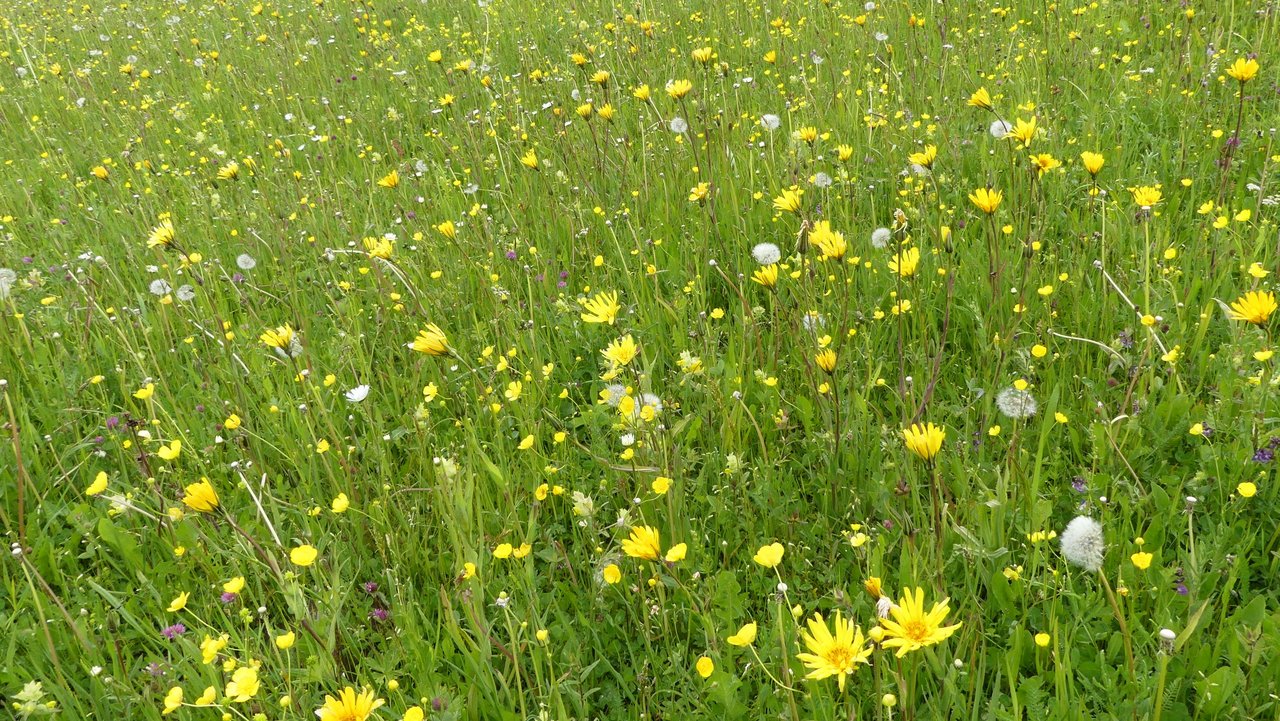 Spenderfläche nahe des Schopflocher Moores auf der Schwäbischen Alb. Die artenreiche Wiese blüht Mitte Mai kräftig. Besonders der gelb blühende Wiesen-Bocksbart kommt sehr zahlreich vor.
