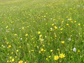 Spenderfläche nahe des Schopflocher Moores auf der Schwäbischen Alb. Die artenreiche Wiese blüht Mitte Mai kräftig. Besonders der gelb blühende Wiesen-Bocksbart kommt sehr zahlreich vor.