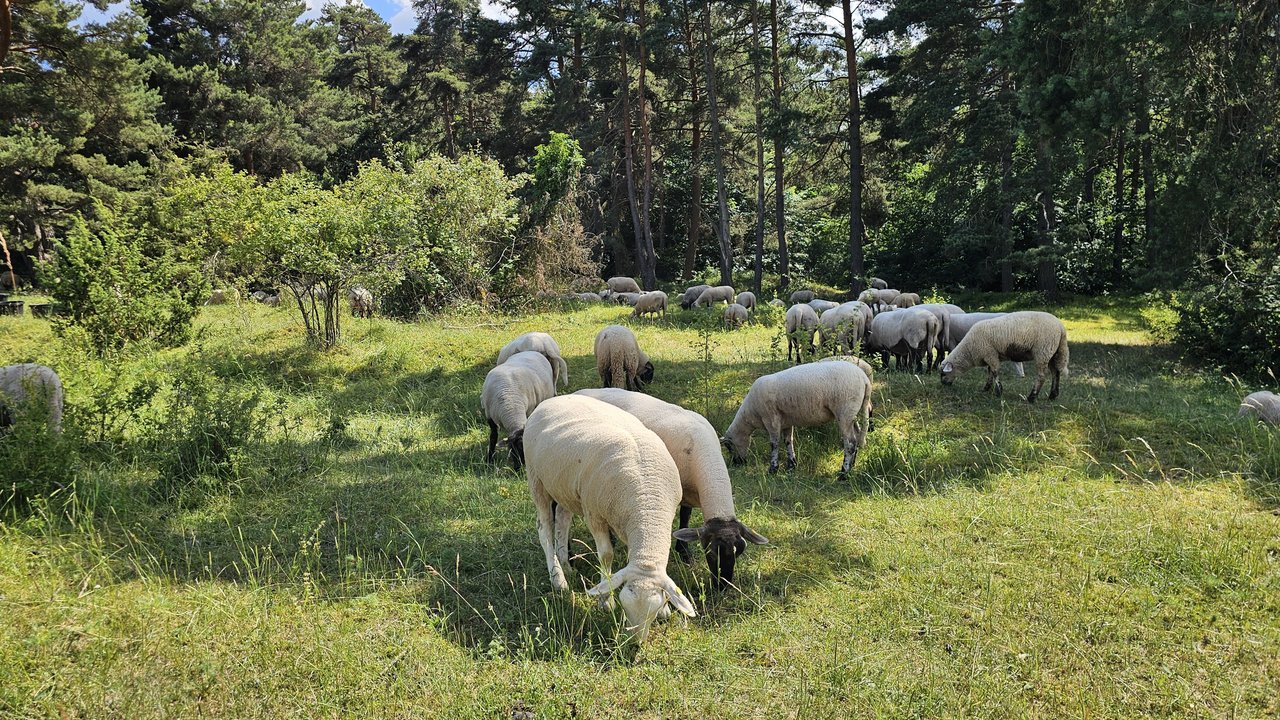 Schafe im Naturschutzgebiet Gerlinger Heide