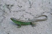 Zauneidechse