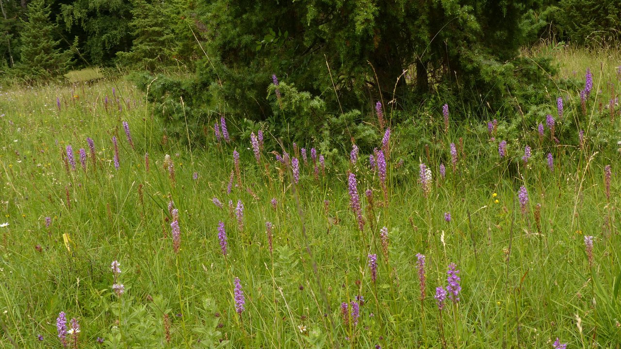 Eine Wiese im Wald, darauf stehen lila Blumen