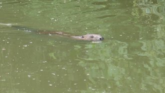 Ein Biber im Wasser