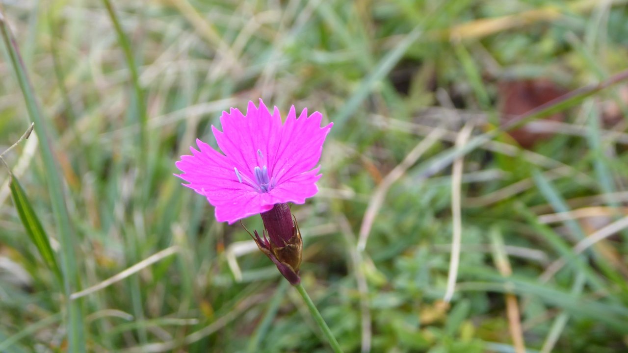 Die Karthäuser-Nelke bevorzugt sonnig-warme und nährstoffarme Standorte