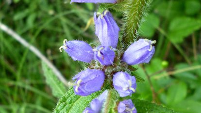 Detailaufnahme einer blühenden Borstigen Glockenblume