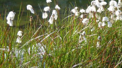 Das Schmalblättrige Wollgras ist eine typische Moorpflanze