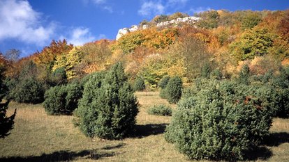 Landschaftspflegetag im Naturschutzgebiet "Oberer Berg"