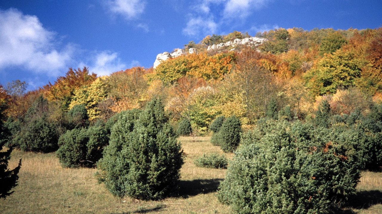 Naturschutzgebiet „Oberer Berg“ bei Bad Ditzenbach mit Wacholderheide, Buchenwald und Felsen am Albtrauf