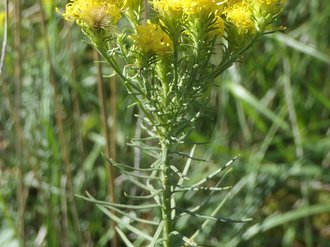 Gold-Aster (Galatella linosyris)