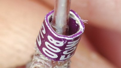 Ring am Fuß eines Vogels