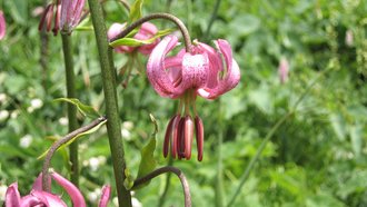 Türkenbundlilie: Die zurückgeschlagenen Blütenblätter erinnern an einen Turban
