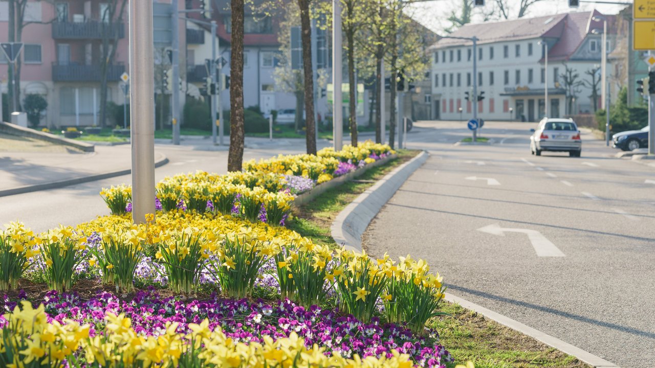 Bepflanzte Verkehrsinsel in der Stadt