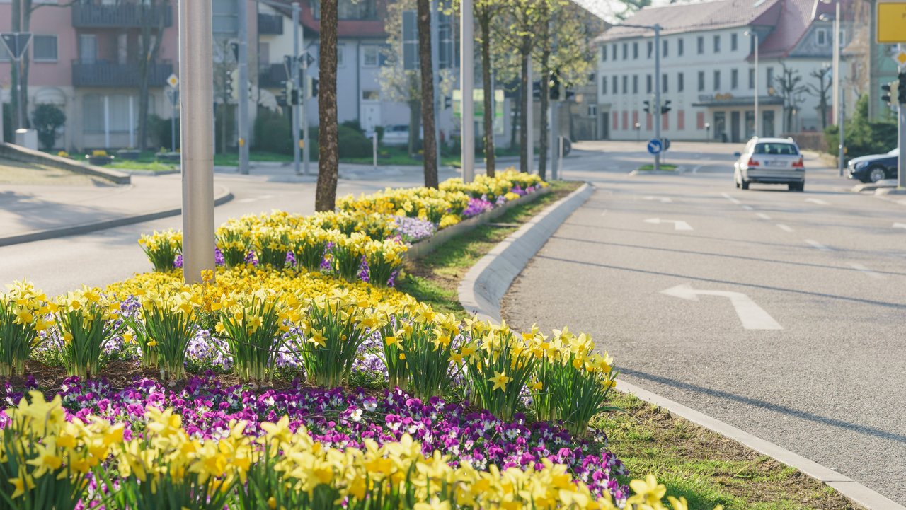 Bepflanzte Verkehrsinsel in der Stadt