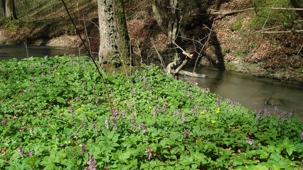 Blütenteppich im Frühjahr - Der Hohle Lerchensporn wächst im Auwald. 