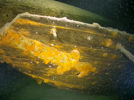 Heck eines vollständig erhaltenen hölzernen Lastsegelschiffs am Grund des Bodensees 