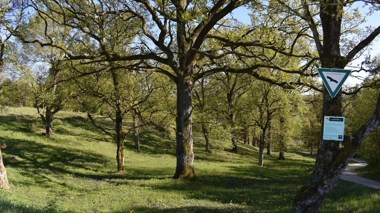 Naturschutzgebiet Wacholderberg-Geigerswasen