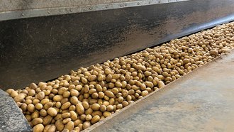 Bild zeigt Kartoffeln