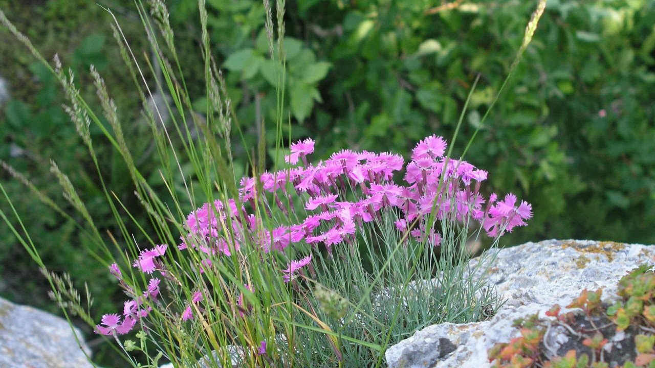 Pfingstnelke auf einem Felskopf