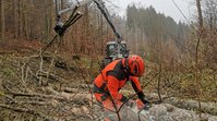 Gehölzpflegemaßnahmen entlang der Tauber