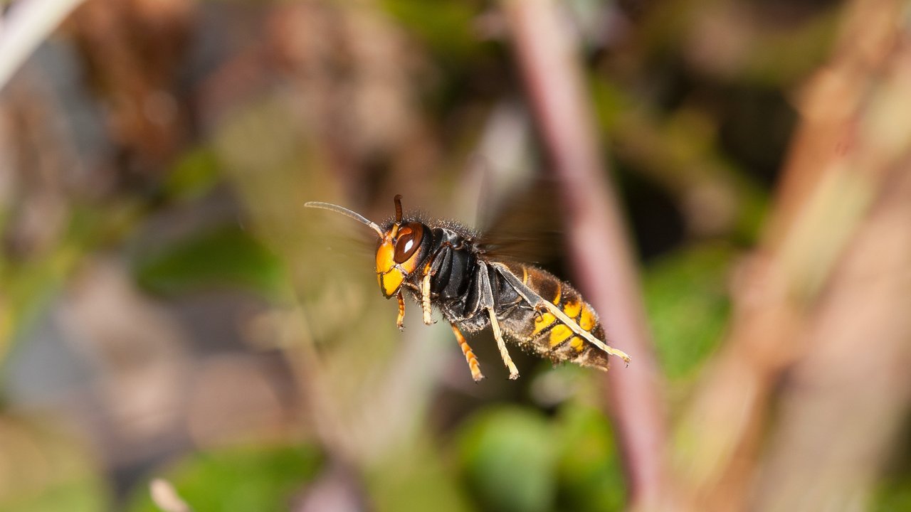 Asiatische Hornisse (vespa velutina)