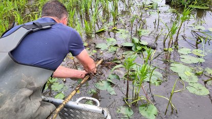 In Handarbeit wurden die Seerosen geborgen, in große Wannen verstaut und in die Wilhelma transportiert
