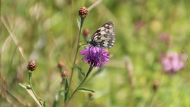 Schachbrett auf Wiesen-Flockenblume