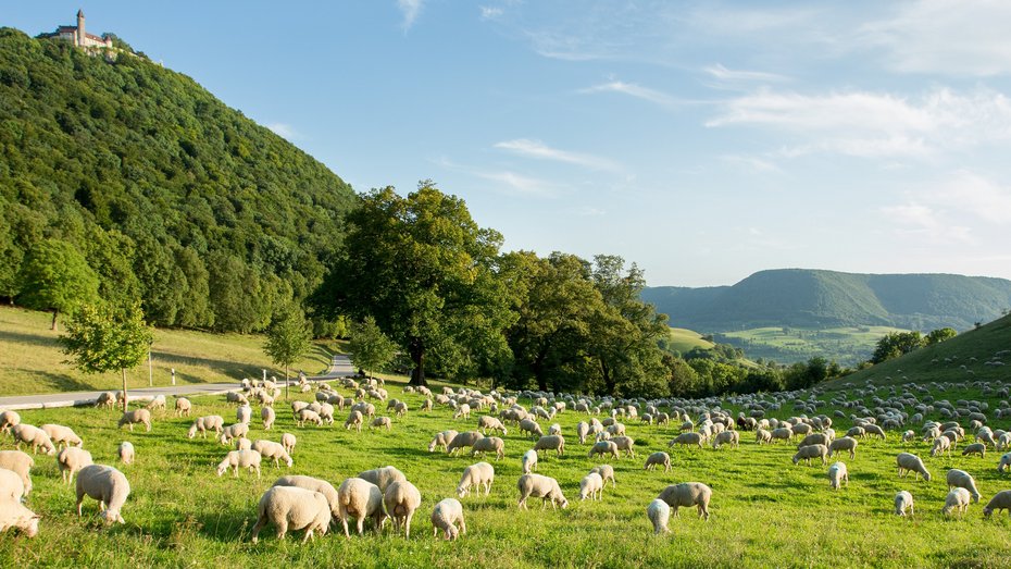 Naturschutzgebiete im RPS