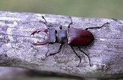 Hirschkäfer