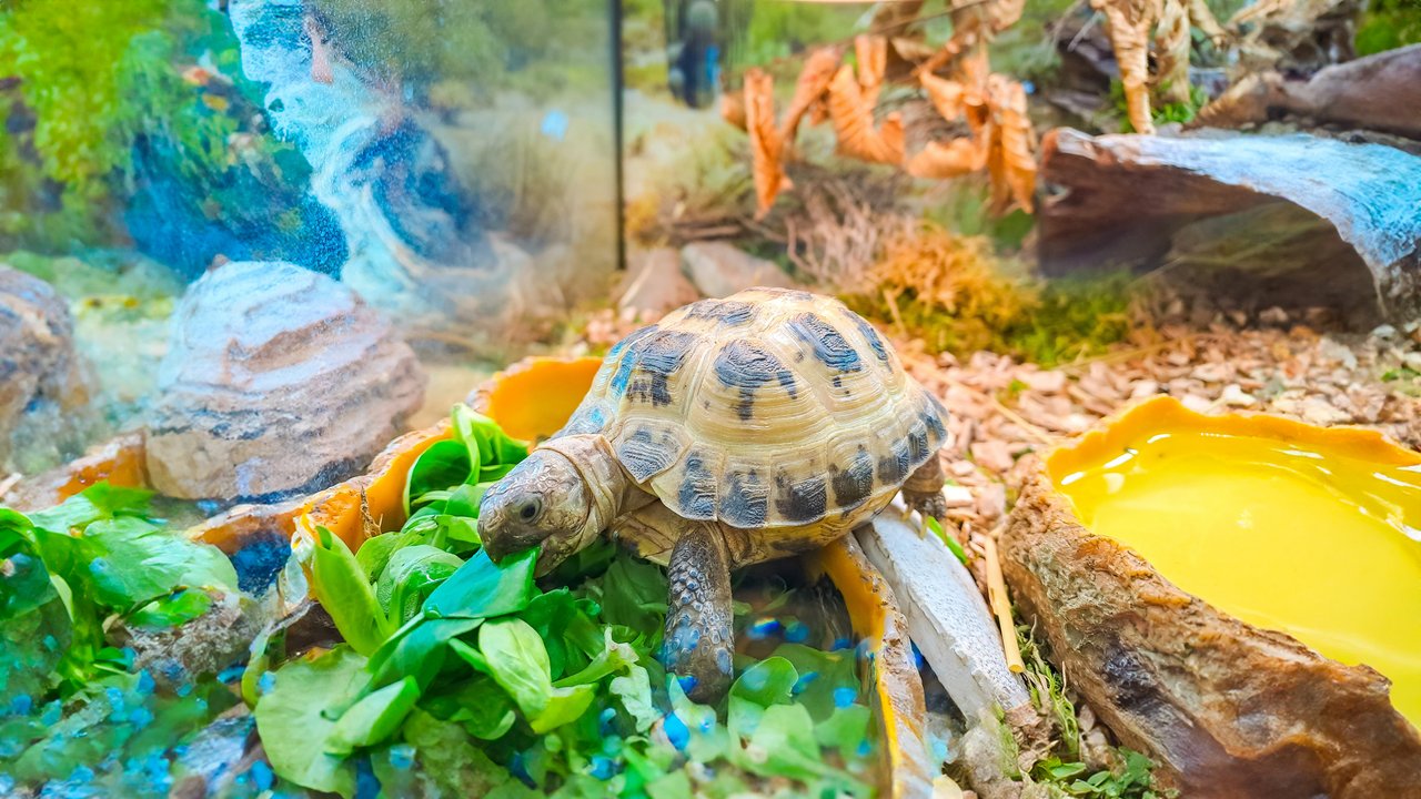 Schildkröte in einem Terrarium beim Fressen eines Salatblattes