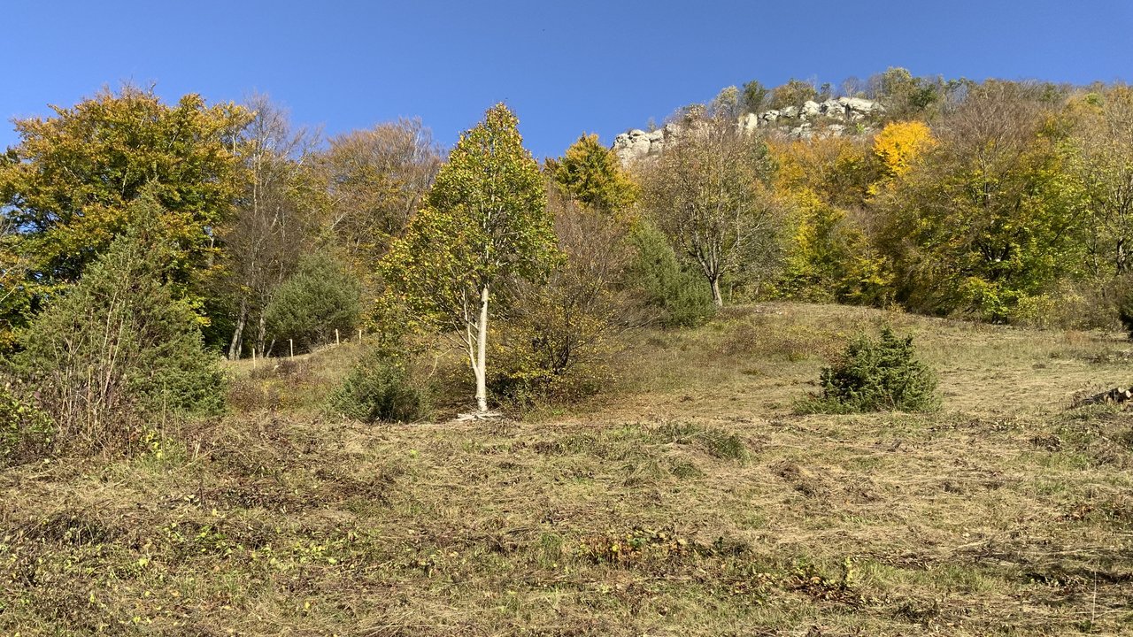 Bild zeigt das Schnittgut, das am Boden liegt