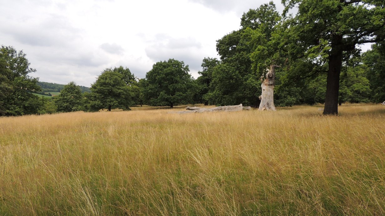 Naturschutzgebiet Eichenhain Wiese, dahinter ein Wald