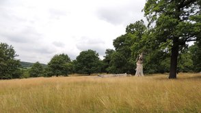 Wiese, dahinter ein Wald