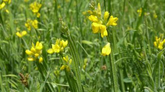 Der Flügel-Ginster hat breite geflügelte Stängel ohne Dornen, mit nur sehr wenigen Blättern.