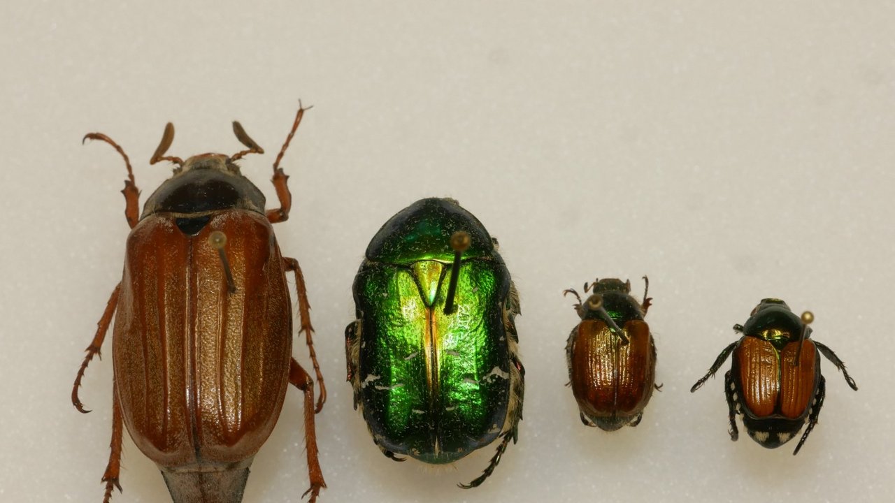 Abbildungen von Maikäfer, Rosenkäfer, Gartenlaubkäfer und Japankäfer