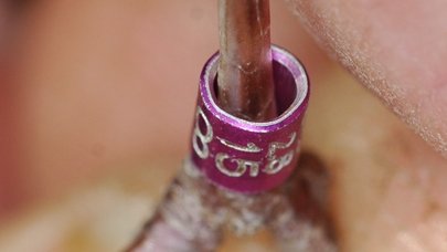 Ring an einem Fuß eines Vogels