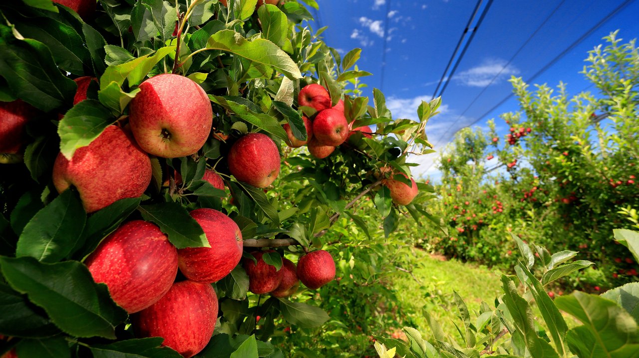 Apfelbaum mit roten Äpfeln