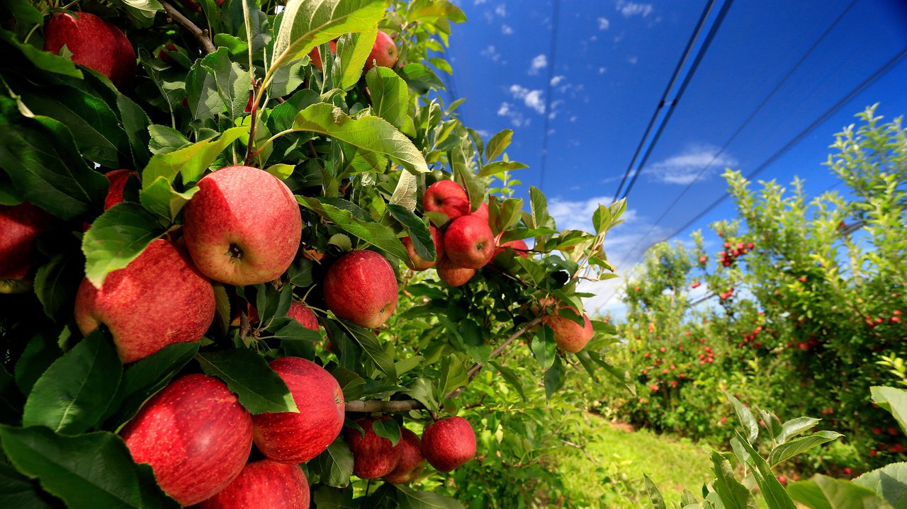 Apfelbaum mit roten Äpfeln