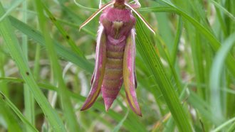 Der Kleine Weinschwärmer ist ein schön gefärbter Nachtfalter. Tagsüber ruht er mit an-gelegten Flügeln im Gras