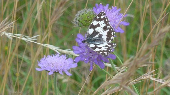 Schachbrettfalter saugt an einer Witwenblume