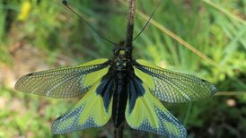 Libellen-Schmetterlingshaft 