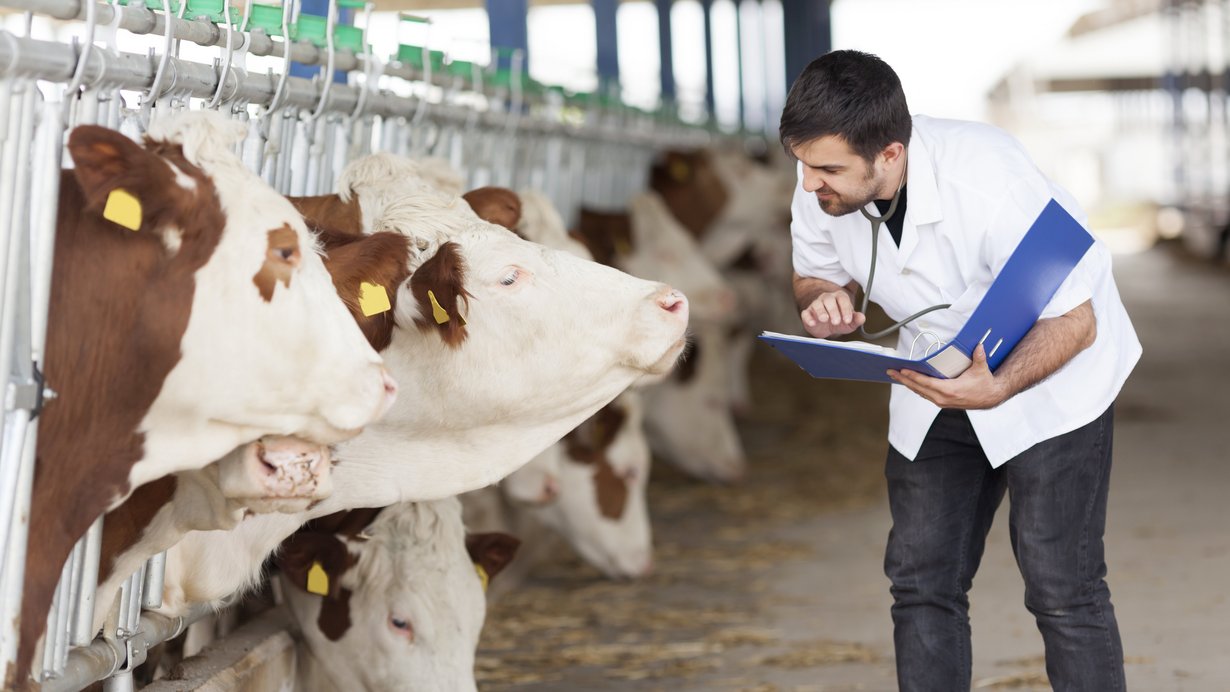 Tierarzt untersucht Kühe