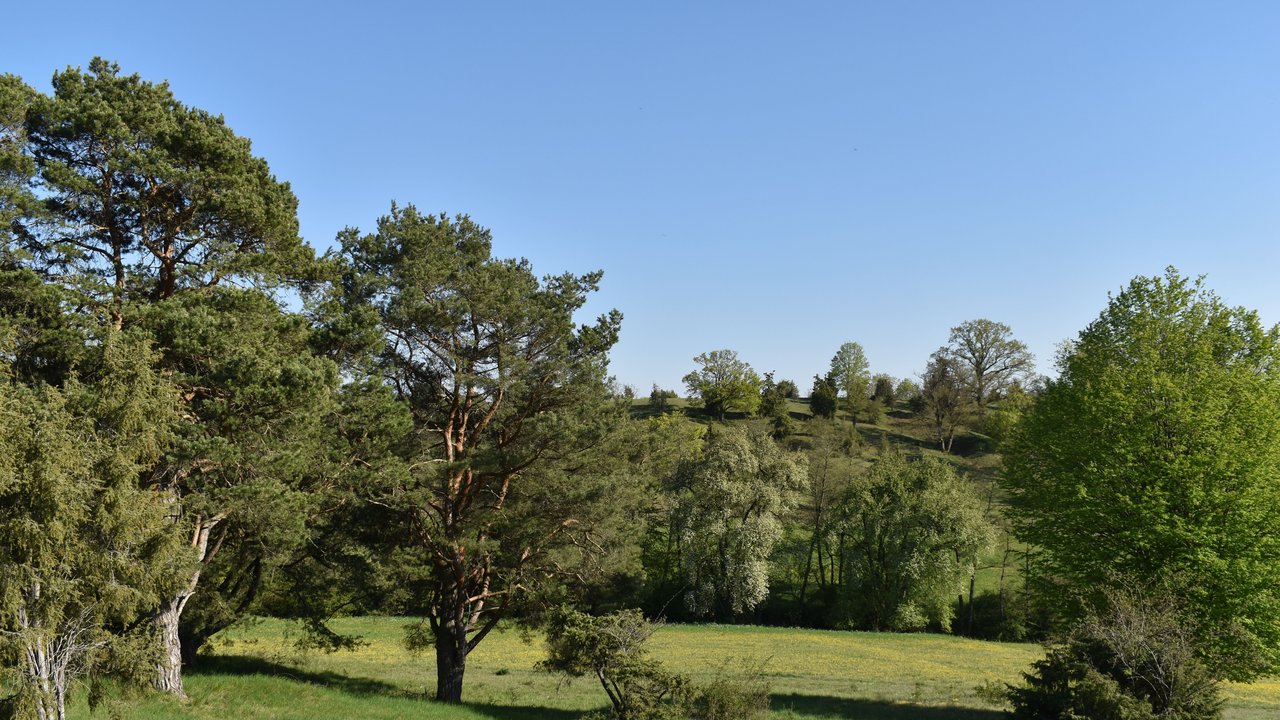 Naturschutzgebiet Wacholderberg-Geigerswasen