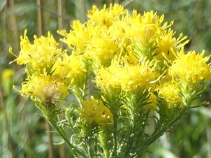 Gold-Aster