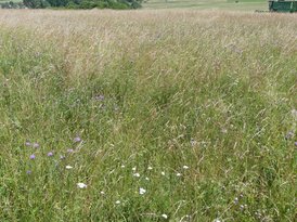 Die erntereife Spenderfläche Mitte Juni. Die meisten Wiesenpflanzen sind bereits verblüht und haben Samen gebildet. Nur Schafgarbe und Wiesen-Flockenblume blühen noch reichlich. 