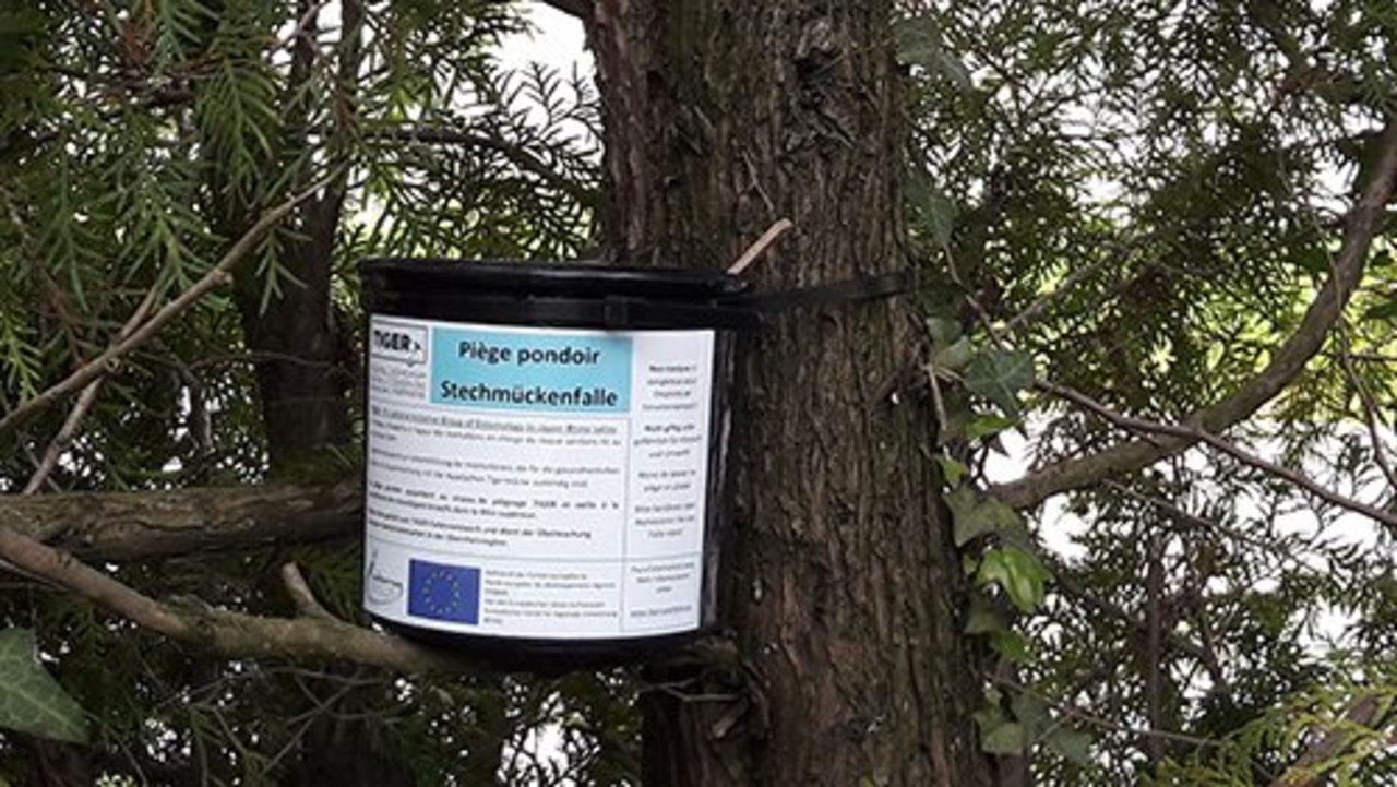 Tigermücken-Eiablagefalle