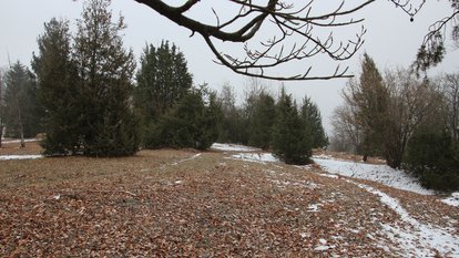 Im Winter ruht die Natur im Naturschutzgebiet Haarberg-Wasserberg weitgehend. Es ist die beste Zeit, um Büsche und Bäume von den Wacholderheiden zu entfernen.
