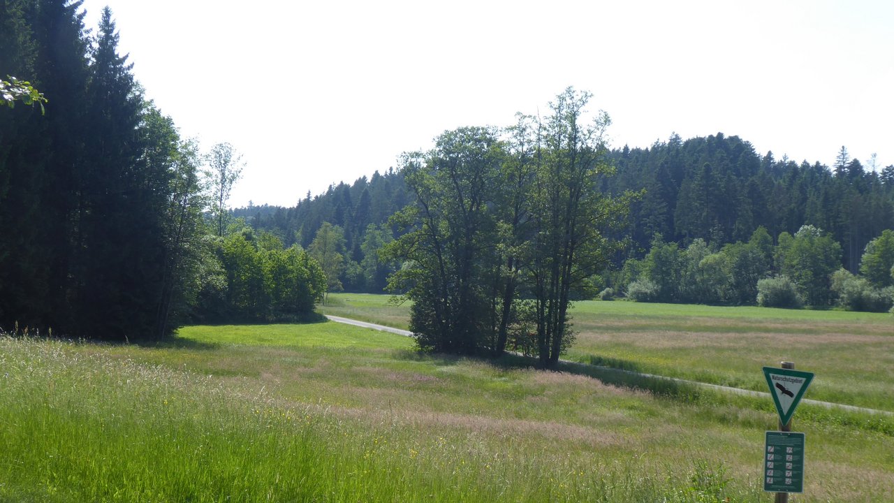 Wiese, dahinter ein Wald, ein Weg führt mittendurch, auf der Wiese ein Schild mit Natur-schutzgebiet